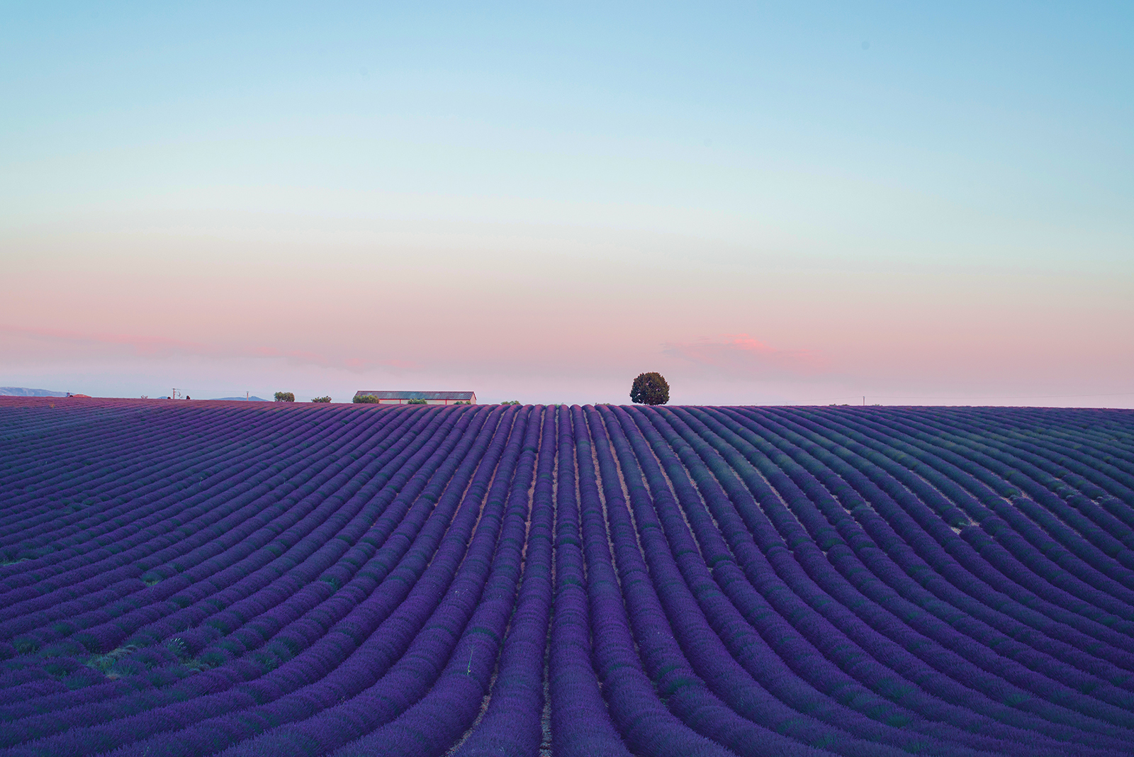 Lavender fields in Provence